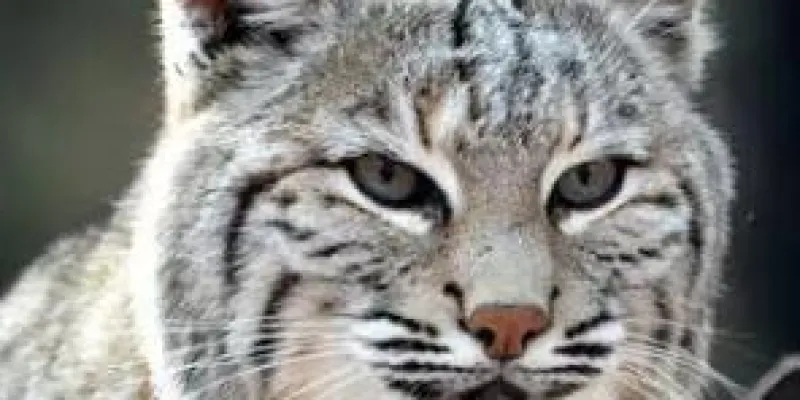 WhatsApp group image Miau cat