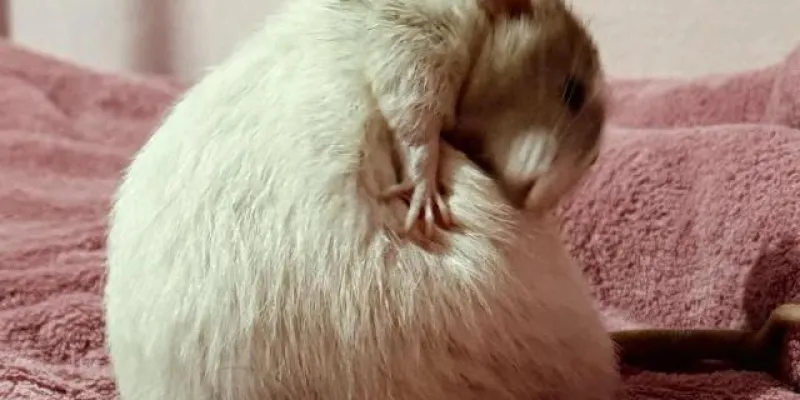 WhatsApp group image 🐭Bruh e sua gang 4: Ratazana Obesa gameplays